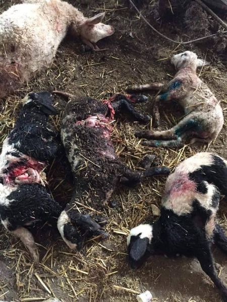 صور: كلاب ضالة تهاجم مزرعه اغنام في بلدة اليامون غرب جنين وتنقض على 7 رؤوس من الماشية وتهاجم المواطنين